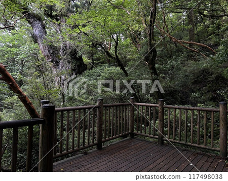 The Jomonsugi, Yakushima, is a giant cedar tree oldest tree. Trekking route from the Arakawa trailhead to Takatsuka hut. The Jomonsugi, Yakushima, is a giant cedar tree oldest tree. Trekking route from the Arakawa trailhead to Takatsuka hut. 117498038