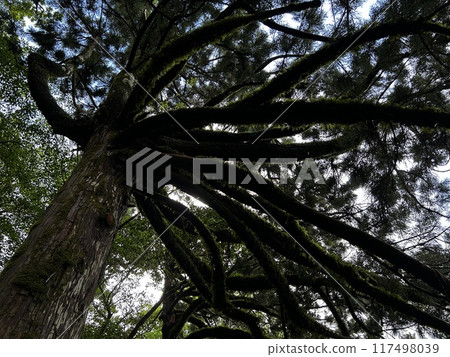 The Jomonsugi, Yakushima, is a giant cedar tree oldest tree. Trekking route from the Arakawa trailhead to Takatsuka hut. 117498039