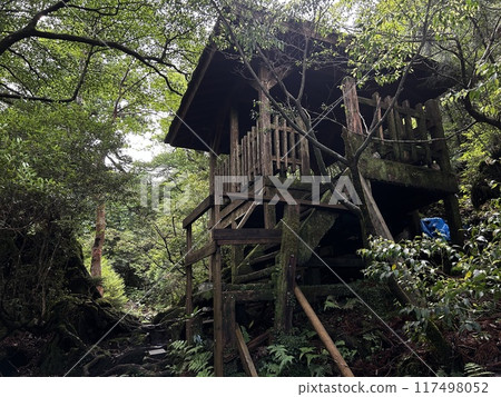 The Jomonsugi, Yakushima, is a giant cedar tree oldest tree. Trekking route from the Arakawa trailhead to Takatsuka hut. The Jomonsugi, Yakushima, is a giant cedar tree oldest tree. Trekking route from the Arakawa trailhead to Takatsuka hut. 117498052