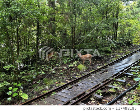 The Jomonsugi, Yakushima, is a giant cedar tree oldest tree. Trekking route from the Arakawa trailhead to Takatsuka hut. 117498193