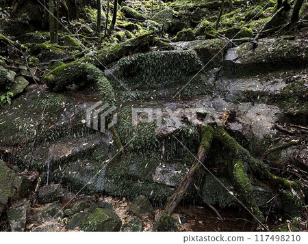 The Jomonsugi, Yakushima, is a giant cedar tree oldest tree. Trekking route from the Arakawa trailhead to Takatsuka hut. The Jomonsugi, Yakushima, is a giant cedar tree oldest tree. Trekking route from the Arakawa trailhead to Takatsuka hut. 117498210
