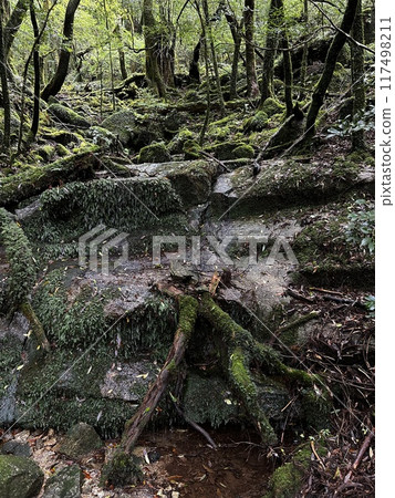 The Jomonsugi, Yakushima, is a giant cedar tree oldest tree. Trekking route from the Arakawa trailhead to Takatsuka hut. 117498211