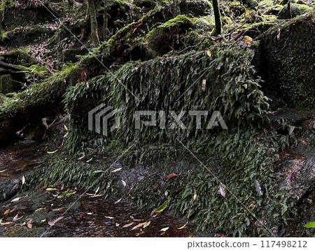 The Jomonsugi, Yakushima, is a giant cedar tree oldest tree. Trekking route from the Arakawa trailhead to Takatsuka hut. 117498212