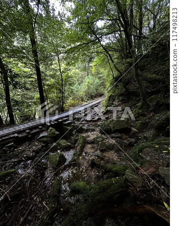 The Jomonsugi, Yakushima, is a giant cedar tree oldest tree. Trekking route from the Arakawa trailhead to Takatsuka hut. 117498213