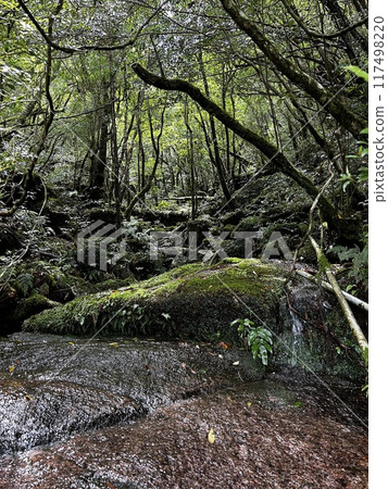 The Jomonsugi, Yakushima, is a giant cedar tree oldest tree. Trekking route from the Arakawa trailhead to Takatsuka hut. 117498220