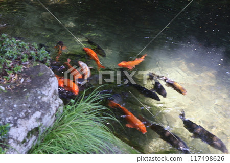 Flock of Nishikigoi swimming in the pond 117498626