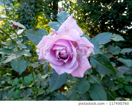 Rose Bright Blue Rose Bright Blue 117498760