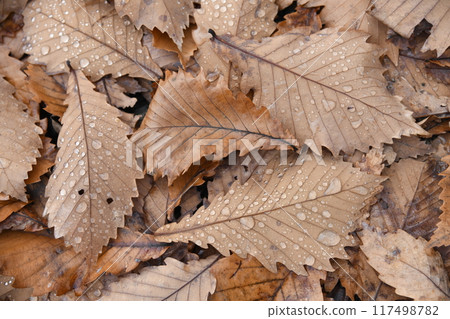 Quercus mizunara leaves piled up on the ground Quercus mizunara leaves piled up on the ground 117498782