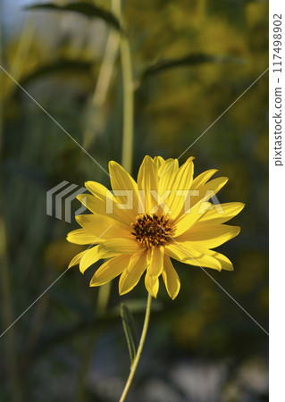 Jerusalem artichoke Jerusalem artichoke 117498902