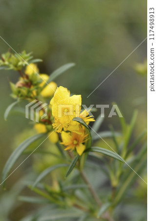 St Johns wort Gemo 117498913