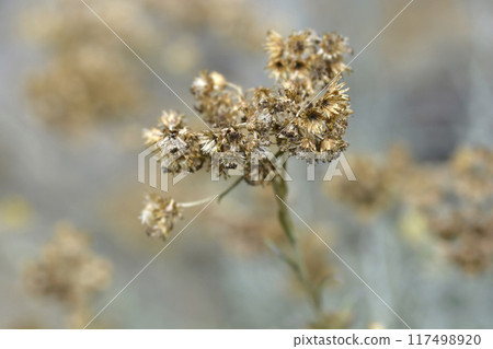 Italian everlasting seeds Italian everlasting seeds 117498920