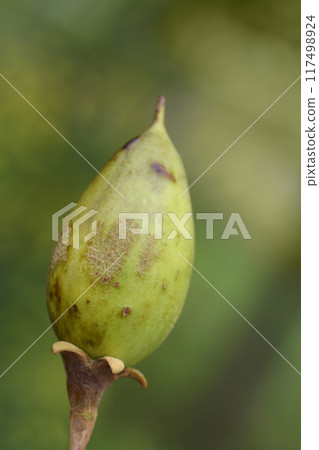 Empress tree Empress tree 117498924