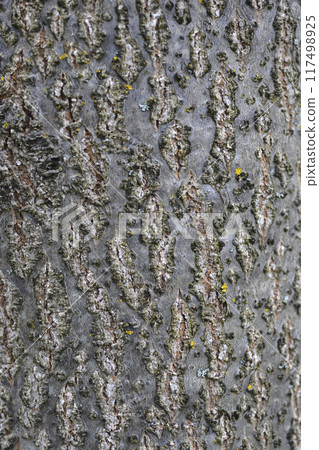 Empress tree 117498925