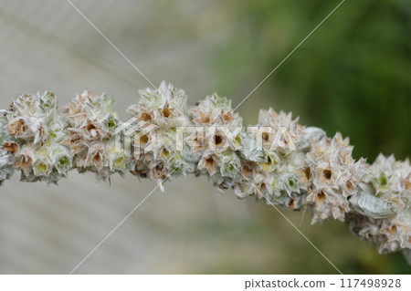 Lambs ears Lambs ears 117498928