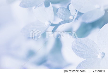 Background of white blue petals of Hydrangea or Hydrangea close-up. Soft focus Background of white blue petals of Hydrangea or Hydrangea close-up. Soft focus 117499091