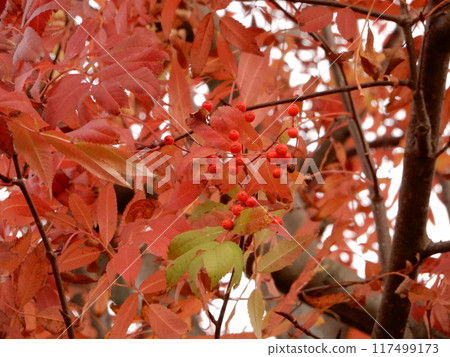 秋天的樹葉，結著紅色果實的樹 117499173