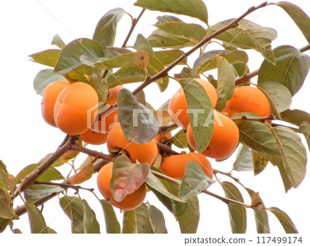 Ripe persimmons on the tree Ripe persimmons on the tree 117499174