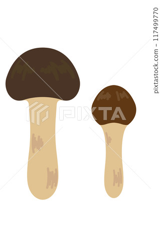 Illustration of simple matsutake mushrooms Illustration of simple matsutake mushrooms 117499770