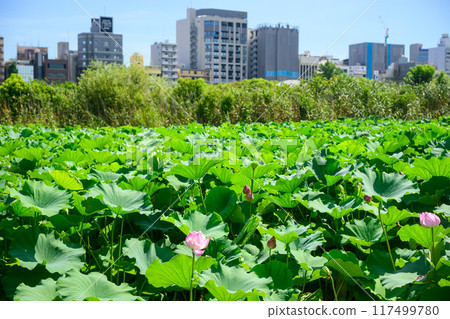 Moonscape: Shinobazu Pond covered entirely in lotus flowers 117499780