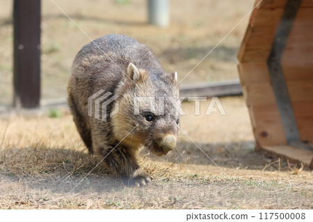 A round animal called a wombat A round animal called a wombat 117500008