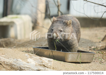 A round animal called a wombat 117500014