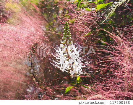 Cat's Whiskers blooming amongst Muhlenbergia Cat's Whiskers blooming amongst Muhlenbergia 117500188