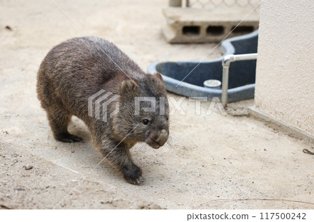 圓形動物袋熊 117500242