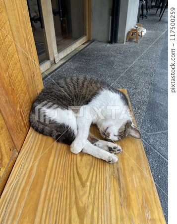 Cat sleeping 01 Cat sleeping 01 117500259