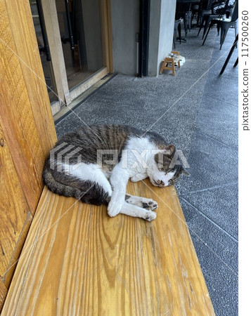 貓咪睡覺02 貓咪睡覺02 117500260