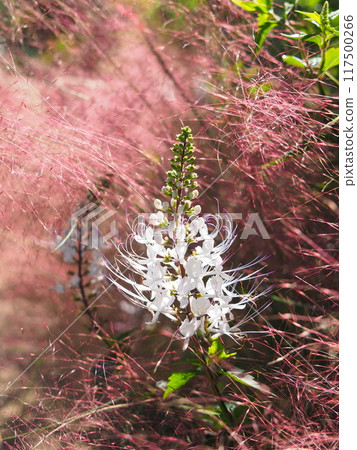 White cat's whisker plant blooming amongst Muhlenbergia 117500266