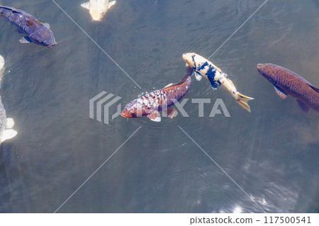 Koi swimming in the pond Koi swimming in the pond 117500541