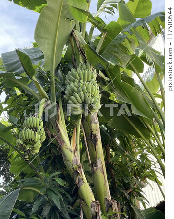 Banana 01 Banana 01 117500544