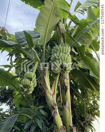 Banana 02 Banana 02 117500545