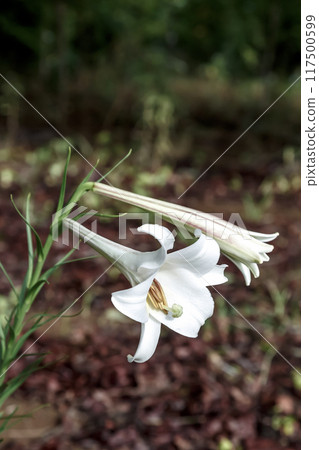 The Takasago lily, also known as the Taiwan lily, is a naturalized plant [Liliaceae]. 117500599