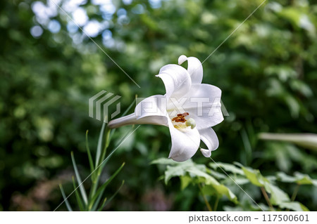 The Takasago lily, also known as the Taiwan lily, is a naturalized plant [Liliaceae]. 117500601