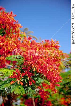 The Phoenix tree that colors Okinawa in summer The Phoenix tree that colors Okinawa in summer 117500932