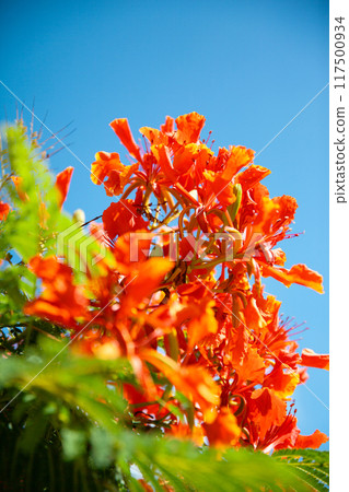 The Phoenix tree that colors Okinawa in summer The Phoenix tree that colors Okinawa in summer 117500934