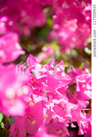 Bougainvillea colors Okinawa in summer Bougainvillea colors Okinawa in summer 117500935