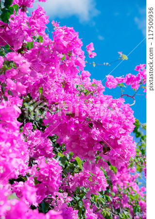 Bougainvillea colors Okinawa in summer Bougainvillea colors Okinawa in summer 117500936