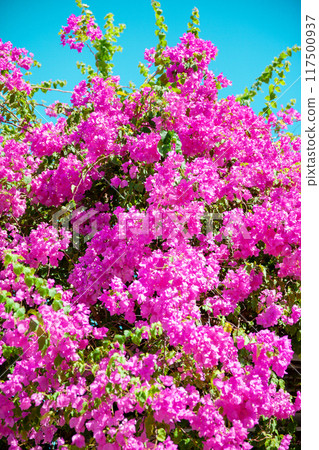 Bougainvillea colors Okinawa in summer 117500937