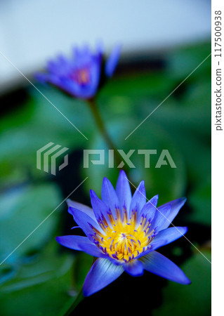 Water lilies blooming in a balcony biotope in Okinawa in summer 117500938