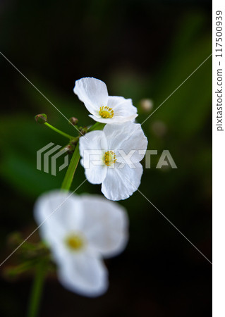 Arrowheads blooming in a summer balcony biotope in Okinawa Arrowheads blooming in a summer balcony biotope in Okinawa 117500939