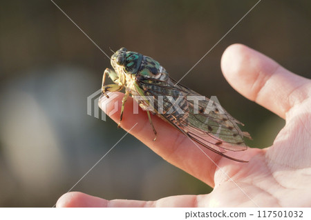 Side view of a Minmin cicada 117501032