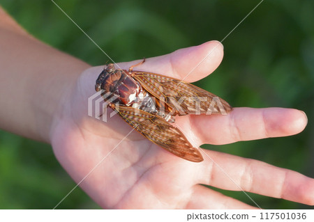 Brown cicada on the palm of my hand 117501036