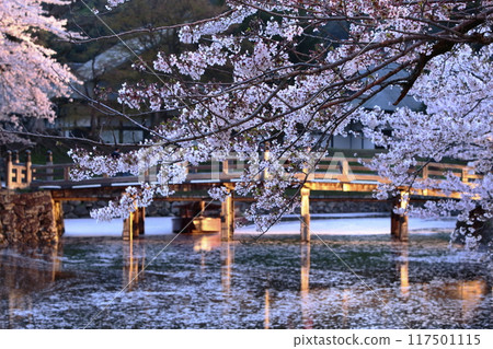 Illuminated cherry blossoms at night 117501115