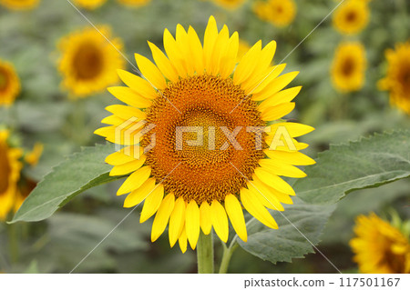 Sunflower in full bloom Sunflower in full bloom 117501167