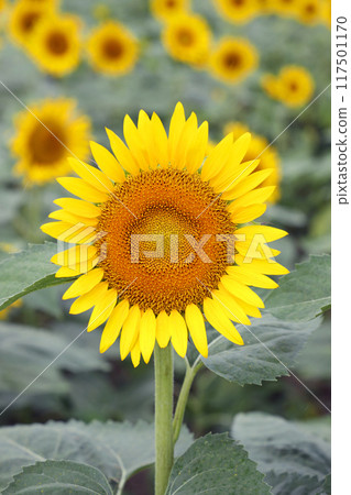 Sunflower in full bloom Sunflower in full bloom 117501170