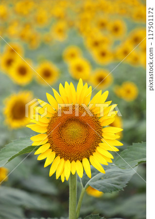 Sunflower in full bloom 117501172