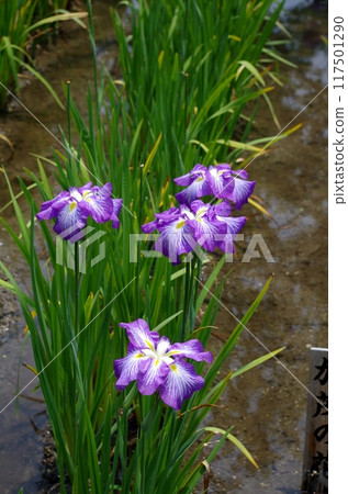Iwakuni Kintai Bridge Shiroyama Iris Garden 117501290