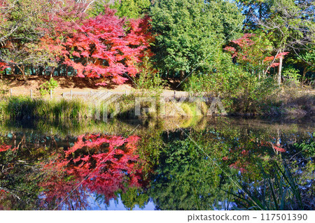 Beautiful autumn leaves at Omachi Park (Omachi Nature Observation Park), Ichikawa City, Chiba Prefecture 117501390